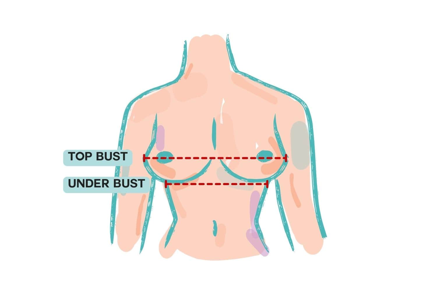 Illustrated front-facing chest diagram showing how to measure top bust and underbust, with dashed red lines and labels—TOMSCOUT’s visual guide for trans men, non-binary, and gender-diverse folks seeking an accurate chest binder fit.
