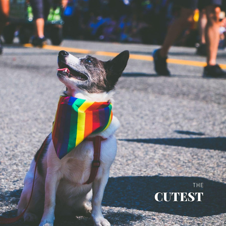 A cute puppy wearing a LGBT rainbow pride bandana on the neck at the street, TOMSCOUT PRIDE BANDANA.